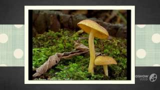 Tricholomopsis flammula  fungi kingdom [upl. by Chladek881]