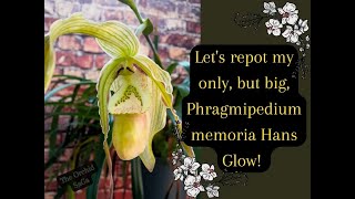 Lets repot my one and only but huge Phragmipedium memoria Hans Glow [upl. by Sheaff]