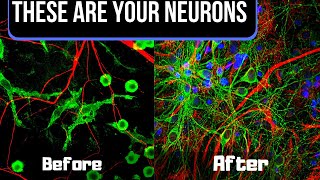 Neurogenesis Just Means You’re Producing New Brain Cells  Neurogenesis Basics and How to Achieve It [upl. by Bari481]