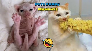 PETS GO WILD 2024s Funniest Moments Caught on Camera [upl. by Saixela]