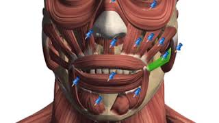 What are the uses of our facial muscles [upl. by Eyahsal]