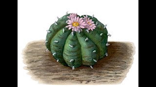 Sowing Lophophora williamsii Seeds  The Peyote Cactus [upl. by Iormina]