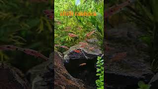 Got some chilli rasbora that seems to work perfectly with my Cherry Shrimp chillirasbora aquarium [upl. by Shakti542]