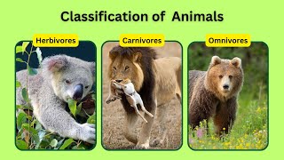 Classification of animals  Herbivores  Carnivores  Omnivores [upl. by Eireva923]