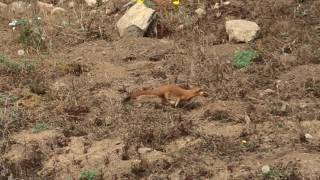 California LongTailed Weasel  Point Reyes National Seashore [upl. by Lagasse]