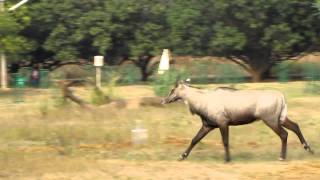 nilgai running [upl. by Gilmore]