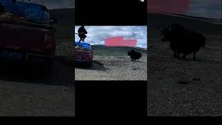 Big yak attack on car 🚘 vlog travel tibet travelblog tibetan travelvideo nature shorts [upl. by Ennoid]