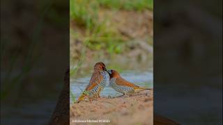 sonya7r4 sony200600 Scaly Breasted munia by Johnbosco Michael shorts trending viralvideo [upl. by Magee545]