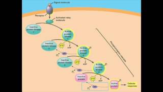 Apoptosis and Cell Communication [upl. by Marka636]