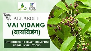 Vai Vidang  Embelia Ribes  Health Benefits Revealed Wellness  Usage  Vidanga [upl. by Nara404]