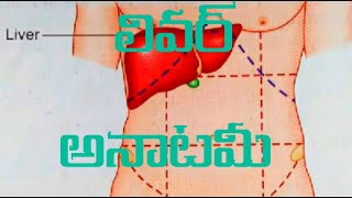 liver anatomymedtelugu [upl. by Belen338]