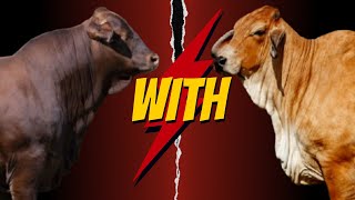 quotWhy Crossbreeding Beefmaster with Red Brahman is Revolutionizing Cattle Ranchingquot [upl. by Akahs548]