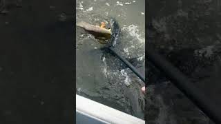 Kid catches Redfish in Alabama Marsh fishing bayou saltlife [upl. by Anhpad]