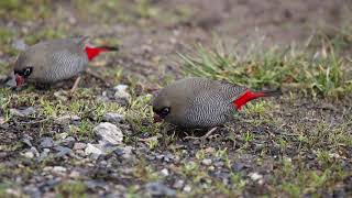 Beautiful Firetail [upl. by Peti923]