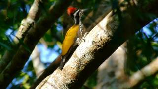 Greater Flameback woodpeckers near Maredumilli  East Godavari district  Andhra Pradesh  India [upl. by Coh]