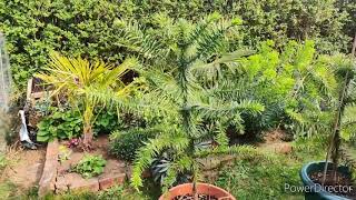 Araucaria Angustifolia 5 year update [upl. by Etteinotna918]