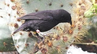 Darwin Finches Galapagos [upl. by Auot]