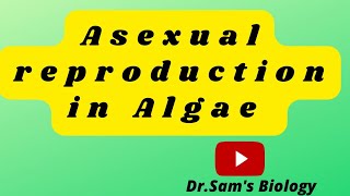 Asexual Reproduction in Algae [upl. by Mcgrody515]