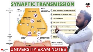 Synaptic Transmission  Excitatory and Inhibitory Transmission CNS Physiology [upl. by Adnamar]