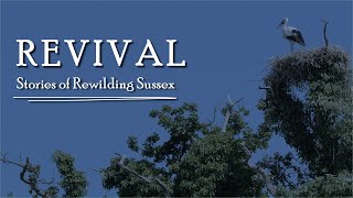 Revival Stories of Rewilding Sussex Documentary Full HD [upl. by Flor75]