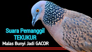 Suara Burung Tekukur Gacor Memanggil Tekukur Lain Agar Bunyi amp Datang [upl. by Victoir354]