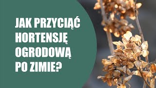 Jak przyciąć hortensję ogrodową po zimie Hortensja ogrodowa  cięcie i pielęgnacja [upl. by Bodwell]