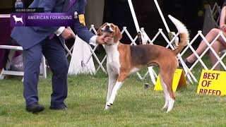 American Foxhounds  Breed Results 2021 [upl. by Elleneg]