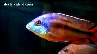 Super Red Empress Cichlid Male in a community tank with Haps and Mbuna [upl. by Wauters]