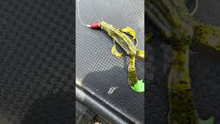 Space monkey modification for dirty water fishing bassfishinglife freshwaterfish [upl. by Darius288]