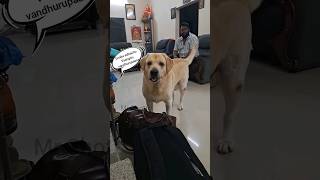 Chottu missing Daddy trending dogshorts pets vadivelu vjsiddhu nithyananda parithabangal fun [upl. by Meara]