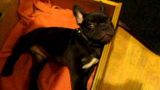 Frog Frenchie Fun French Bulldog Puppy Argues Bedtime [upl. by Marlie]