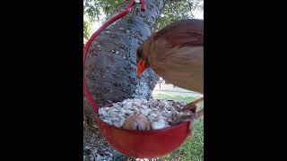 Carolina Chickadee Waits For Female Cardinal To Finish [upl. by Menis579]