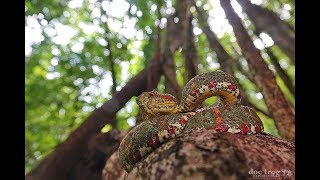 El ARBOL HERPETOLOGICO DE COSTA RICA [upl. by Uase850]