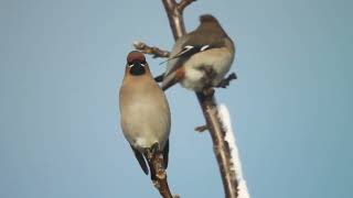 Waxwing Singing  Bombycilla garrulus  მედუდუკე [upl. by Robson]