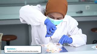 Prosedur Operasi Ovariektomi Tikus Ovary Removal Surgery [upl. by Ilamad]