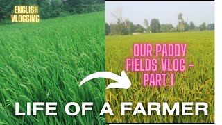 English Vlogging in our village farming english vlogs agriculture villagelife viralvideo viral [upl. by Yniar]