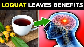 5 Health Benefits of Loquat Leaves [upl. by Mendez]