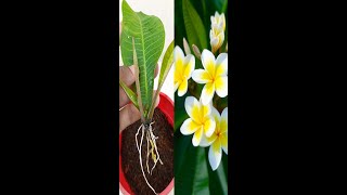 Grow Frangipani Flower From Frangipani Leaves With Use Aloe vera  Frangipani Plumeria Propagation [upl. by Annekam429]