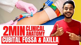 cubital fossa clinical anatomy  axilla clinical anatomy  axillary artery clinical anatomy [upl. by Reffotsirk]