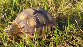 Turbo Dave chomps some grass 🌱 [upl. by Aelanna]