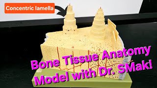 Bone Tissue Anatomy Model with Dr SMak [upl. by Eijneb]