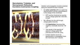 3 ExcitationContraction Coupling [upl. by Egiedan]