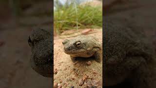 travel for wildlife photography in Pakistans first town Nangarparkar in Sindh Pakistan wild [upl. by Lavinia]