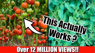 Grow Lots of Tomatoes Not Leaves  Complete Growing Guide [upl. by Oer]