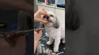 Face Trim Havanese Dog [upl. by Luby]