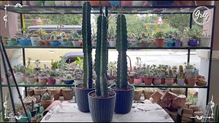 060  Peruvian Apple Cactus Cereus repandus  Repotting [upl. by Trix365]