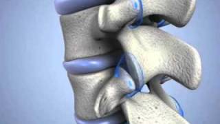 Learn about Cervical Facet Joints [upl. by Vassily]