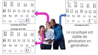 stabilite caryotype lors de la reproduction sexuée [upl. by Bradman955]