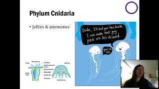 Sponges amp Cnidarians  Part 1 [upl. by Anyak]