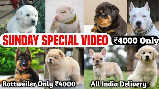 Cheapest Puppies Market in Delhi  ₹999 Booking Started  Beagle Husky Labrador GSD Pug Dogs [upl. by Wack]